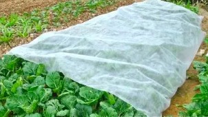 潍坊农用无纺布在温室蔬菜培养中得到了广泛的运用。